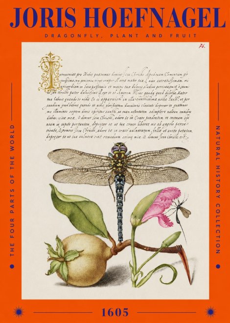 Joris Hoefnagel Dragonfly, Plant and Fruit No2 - Affiche