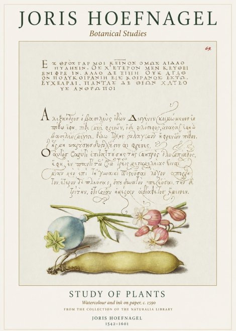 Joris Hoefnagel Study of Plants I No1 - Affiche