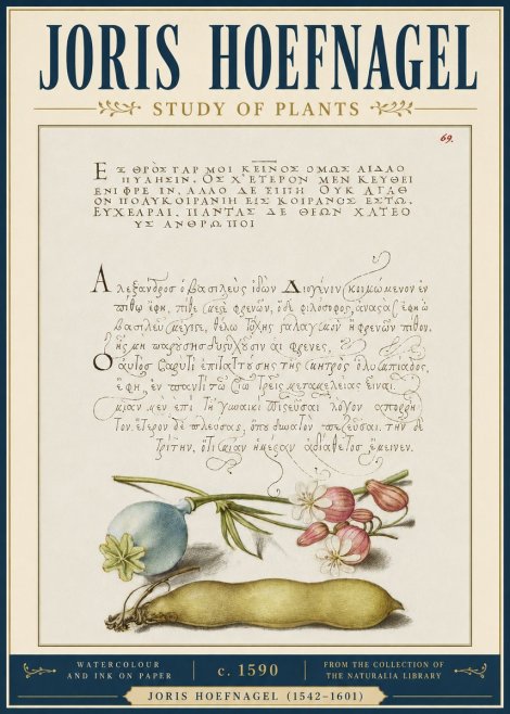 Joris Hoefnagel Study of Plants I No4 - Affiche