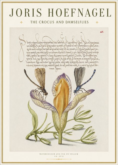 Joris Hoefnagel The Crocus and Damselflies No1 - Affiche