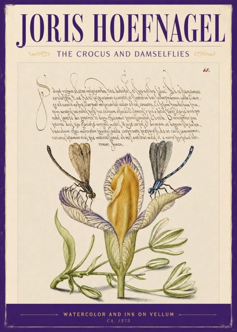 Joris Hoefnagel The Crocus and Damselflies No2 - Affiche