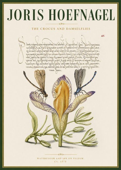 Joris Hoefnagel The Crocus and Damselflies No3 - Affiche