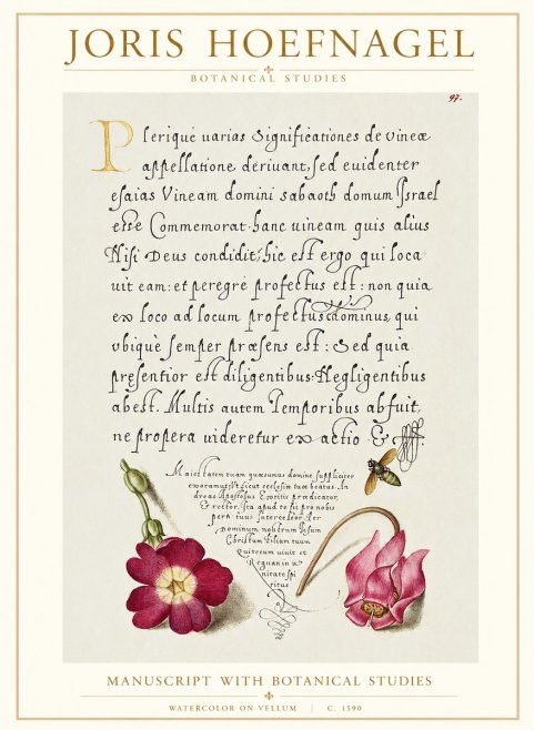 Joris Hoefnagel Manuscript with Botanical Studies No1 - Affiche