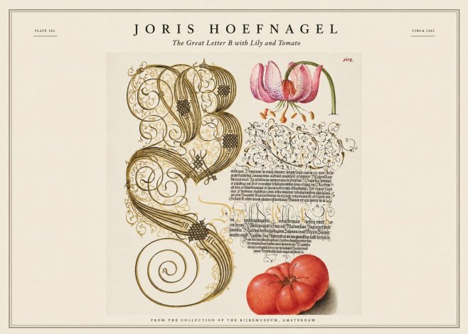 Joris Hoefnagel The Great Letter B with Lily and Tomato No1 - Affiche