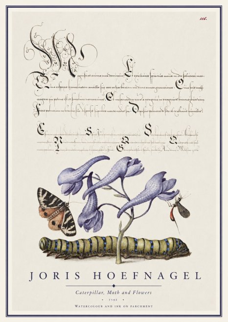 Joris Hoefnagel Caterpillar, Moth and Flowers No1 - Affiche
