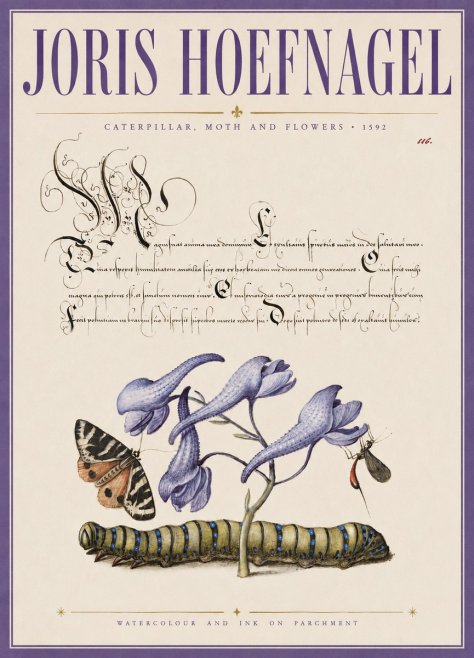 Joris Hoefnagel Caterpillar, Moth and Flowers No3 - Affiche