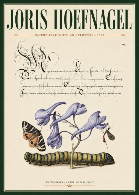 Joris Hoefnagel Caterpillar, Moth and Flowers No4 - Affiche