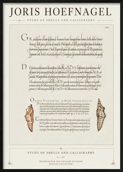 Joris Hoefnagel Study of Shells and Calligraphy No1 - Affiche
