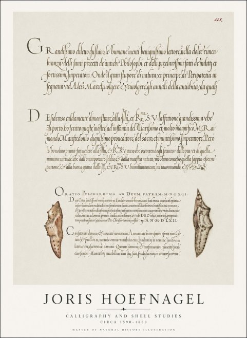 Joris Hoefnagel Study of Shells and Calligraphy No2 - Affiche