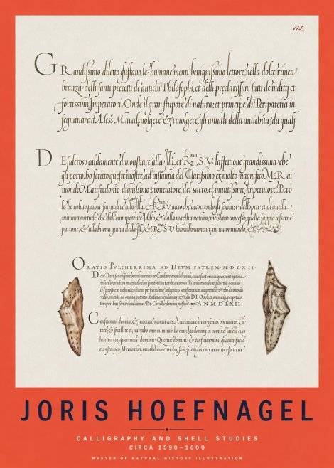 Joris Hoefnagel Study of Shells and Calligraphy No3 - Affiche