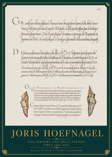 Joris Hoefnagel Study of Shells and Calligraphy No4 - Affiche