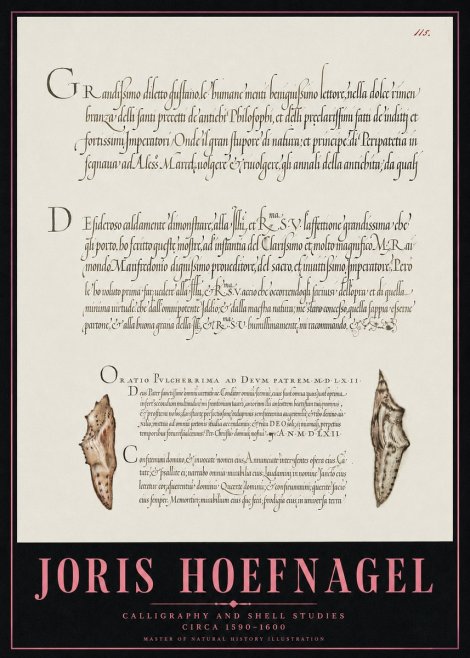 Joris Hoefnagel Study of Shells and Calligraphy No5 - Affiche