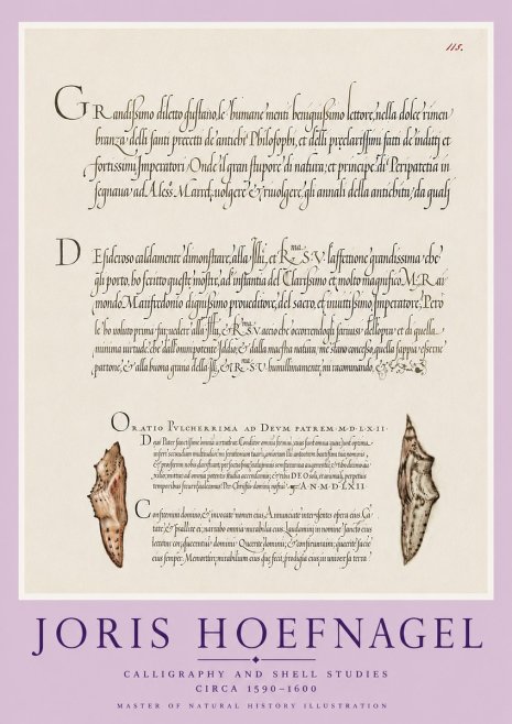 Joris Hoefnagel Study of Shells and Calligraphy No6 - Affiche