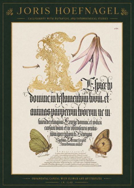 Joris Hoefnagel Ornamental Capital with Flower and Butterflies No1 - Affiche