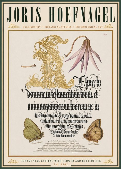 Joris Hoefnagel Ornamental Capital with Flower and Butterflies No3 - Affiche
