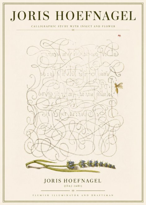 Joris Hoefnagel Calligraphic Study with Insect and Flower No3 - Affiche
