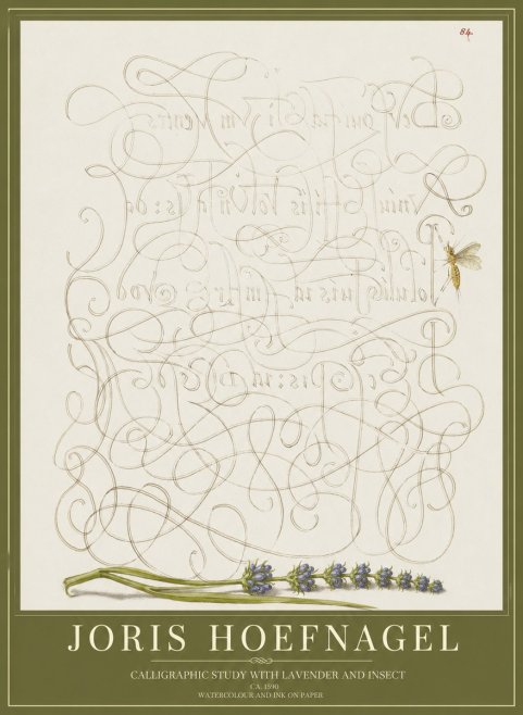 Joris Hoefnagel Calligraphic Study with Insect and Flower No5 - Affiche