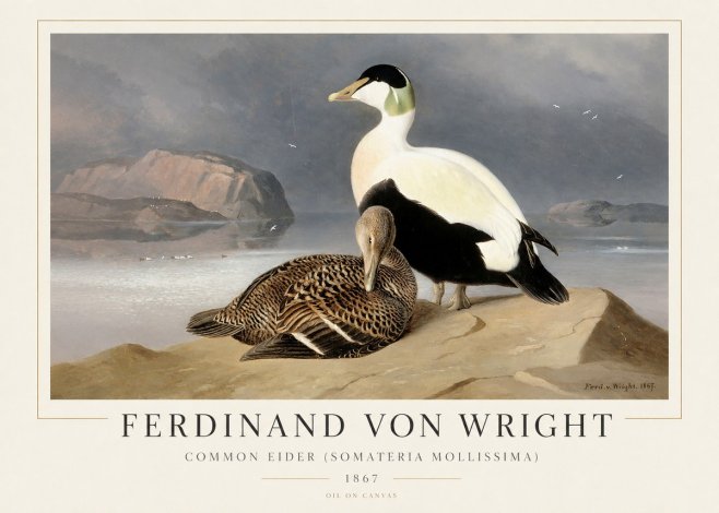 Ferdinand von Wright Common Eider (Somateria Mollissima) No1 - Affiche