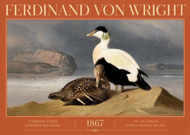 Ferdinand von Wright Common Eider (Somateria Mollissima) No4 - Affiche