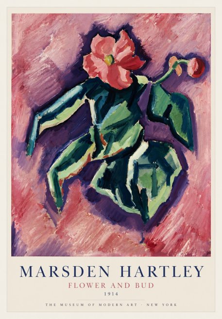 Marsden Hartley Flower and Bud No3 - Affiche