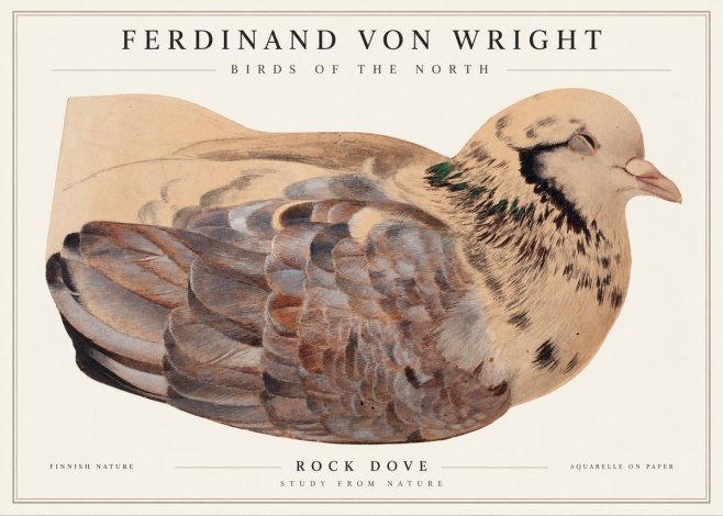 Ferdinand von Wright Turtle Dove Study No2 - Affiche