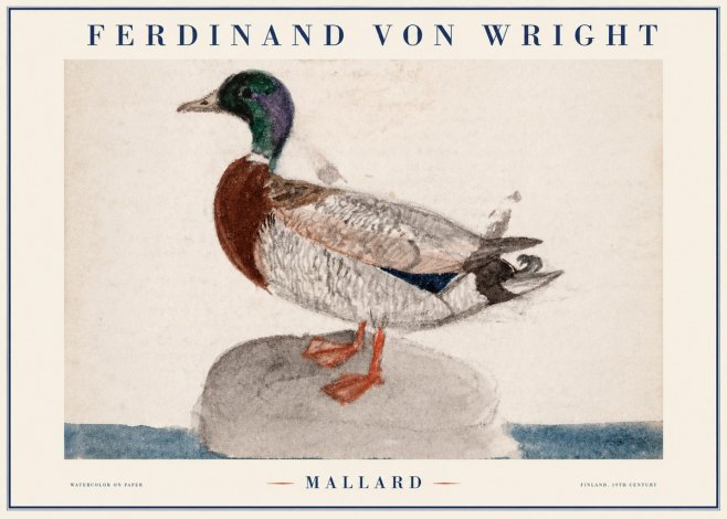 Ferdinand von Wright Mallard No1 - Affiche