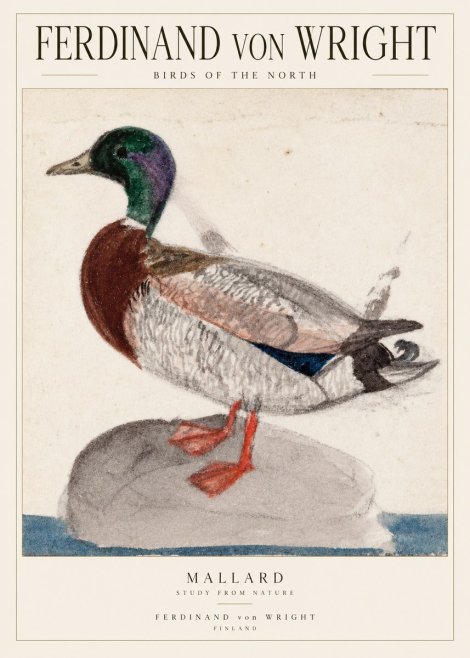 Ferdinand von Wright Mallard No2 - Affiche