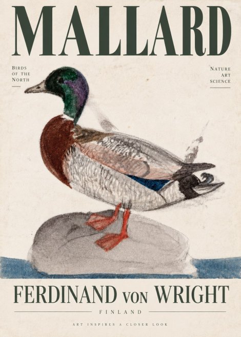 Ferdinand von Wright Mallard No4 - Affiche