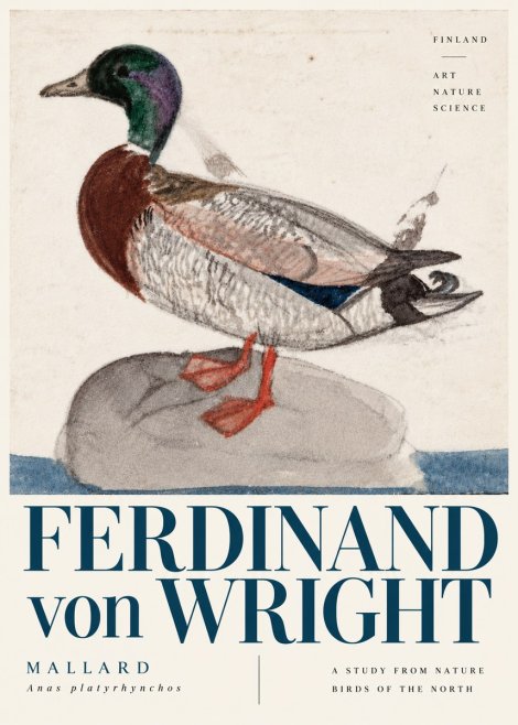 Ferdinand von Wright Mallard No6 - Affiche