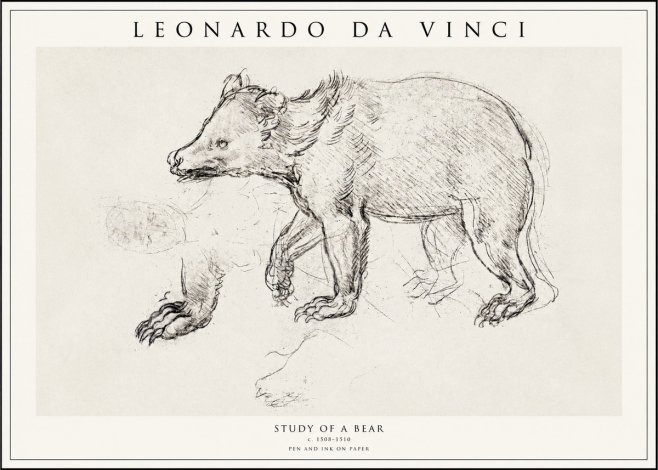 Leonardo da Vinci Study of a Bear No1 - Affiche
