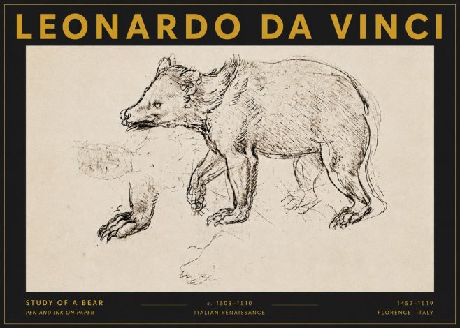Leonardo da Vinci Study of a Bear No5 - Affiche