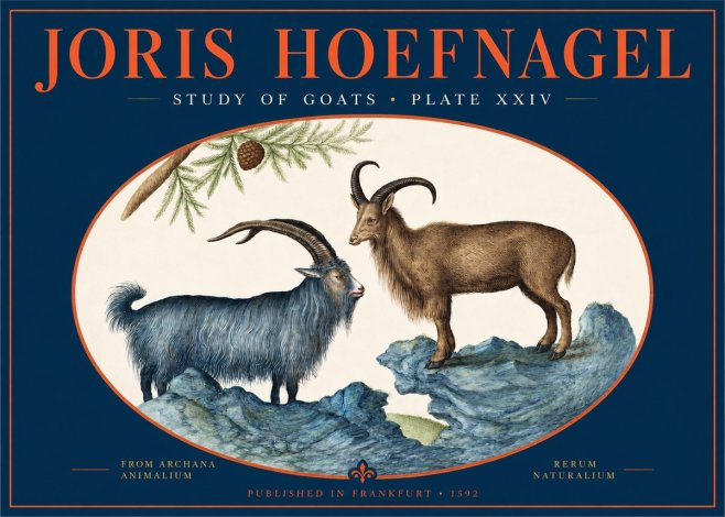 Joris Hoefnagel Two Mountain Goats from the Series Quadrupeds No3 - Affiche