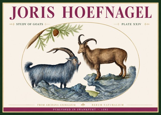 Joris Hoefnagel Two Mountain Goats from the Series Quadrupeds No4 - Affiche