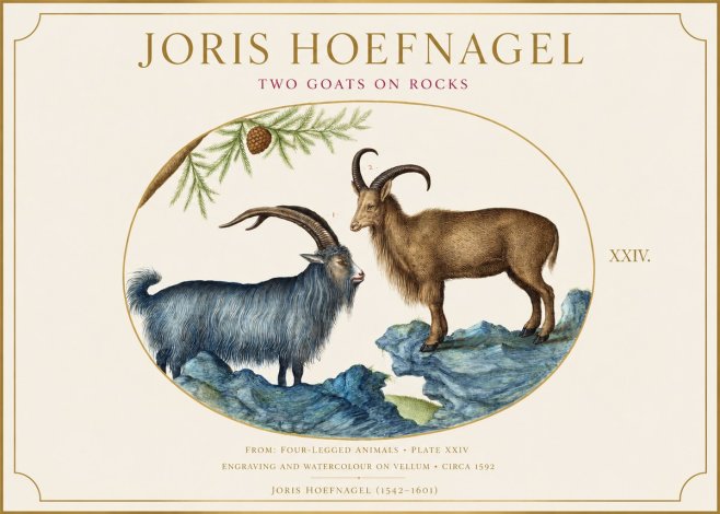 Joris Hoefnagel Two Mountain Goats from the Series Quadrupeds No6 - Affiche