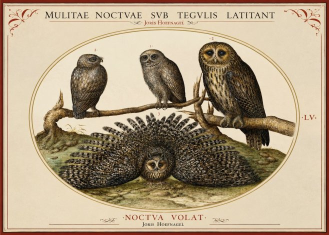 Joris Hoefnagel Noctva Volat No2 - Affiche