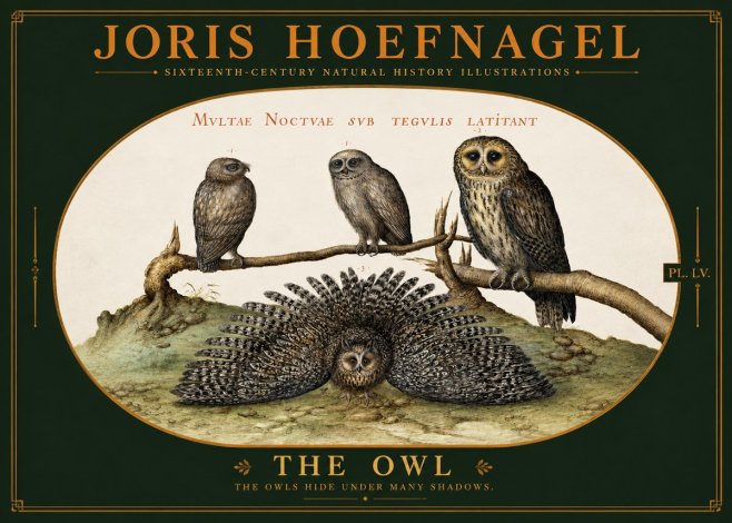 Joris Hoefnagel Noctva Volat No6 - Affiche
