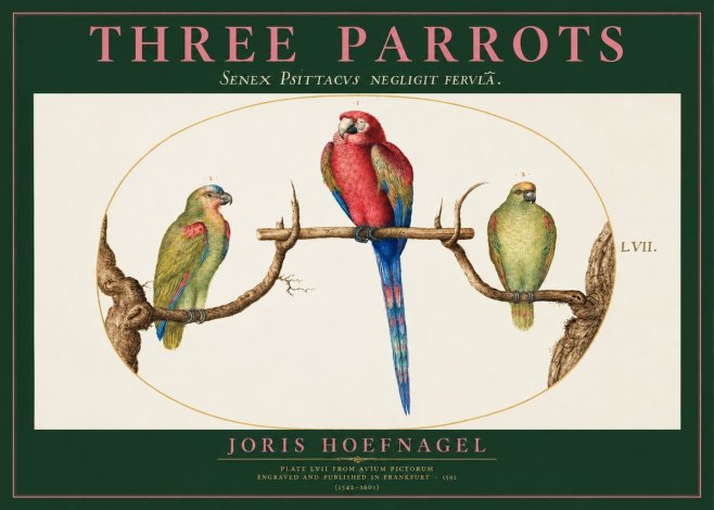 Joris Hoefnagel Three Parrots No2 - Affiche