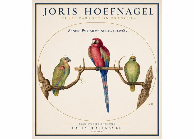 Joris Hoefnagel Three Parrots No3 - Affiche