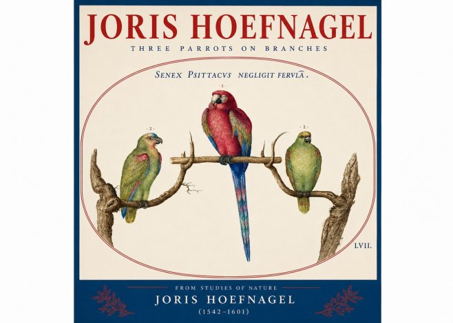 Joris Hoefnagel Three Parrots No4 - Affiche