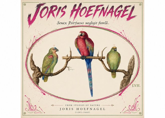 Joris Hoefnagel Three Parrots No5 - Affiche