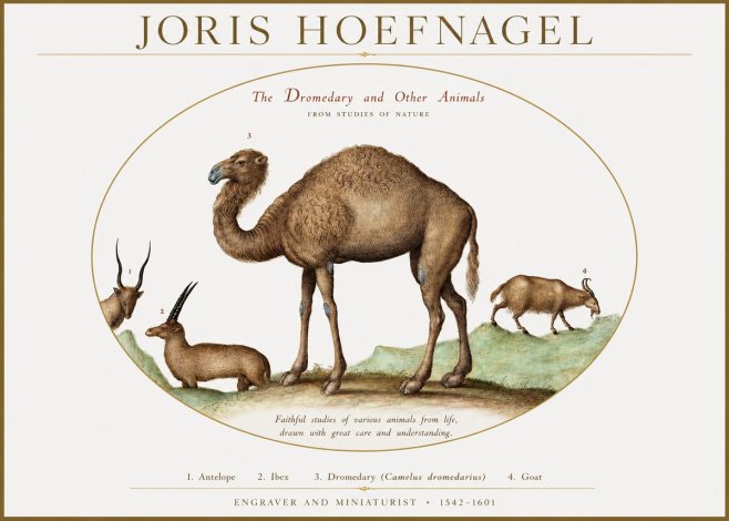 Joris Hoefnagel The Dromedary and Other Animals from Studies of Nature No1 - Affiche