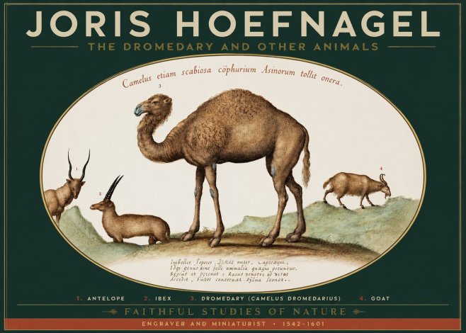Joris Hoefnagel The Dromedary and Other Animals from Studies of Nature No2 - Affiche