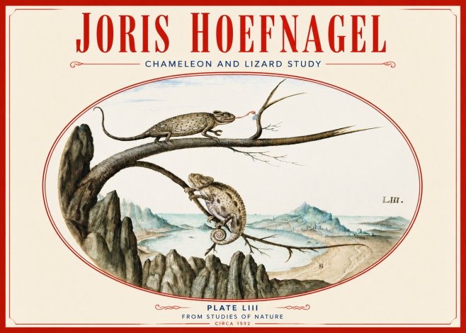 Joris Hoefnagel Chameleon and Lizard No4 - Affiche