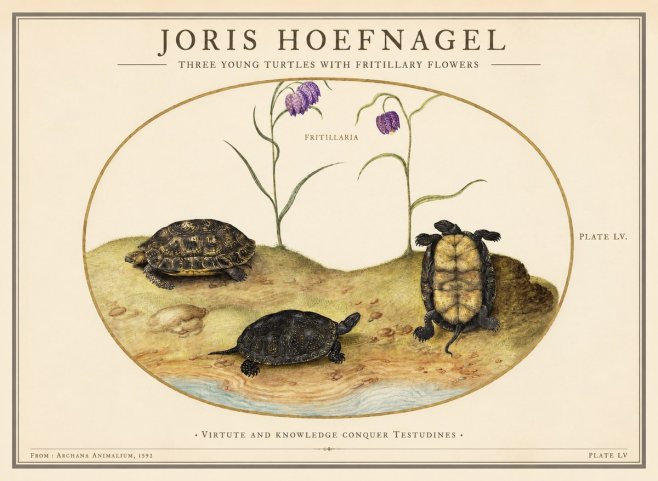 Joris Hoefnagel Three Young Turtles with Fritillary Flowers No1 - Affiche