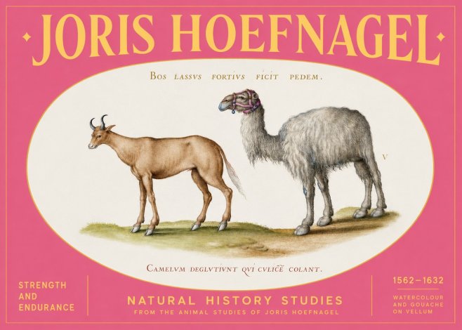 Joris Hoefnagel A Study of Strength and Endurance No2 - Affiche