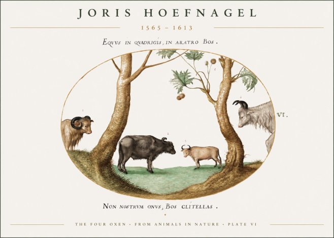 Joris Hoefnagel The Four Oxen No1 - Affiche