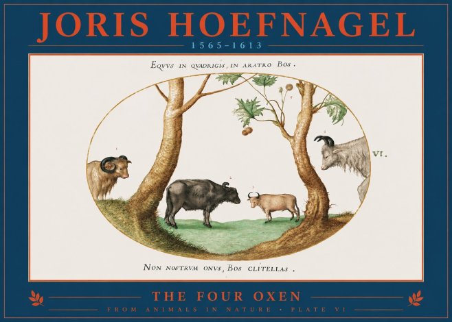 Joris Hoefnagel The Four Oxen No2 - Affiche