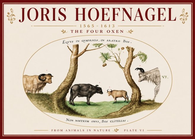 Joris Hoefnagel The Four Oxen No6 - Affiche
