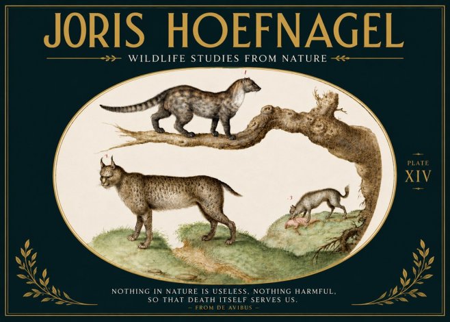 Joris Hoefnagel Wildlife Studies from Nature - Plate Xiv No5 - Affiche
