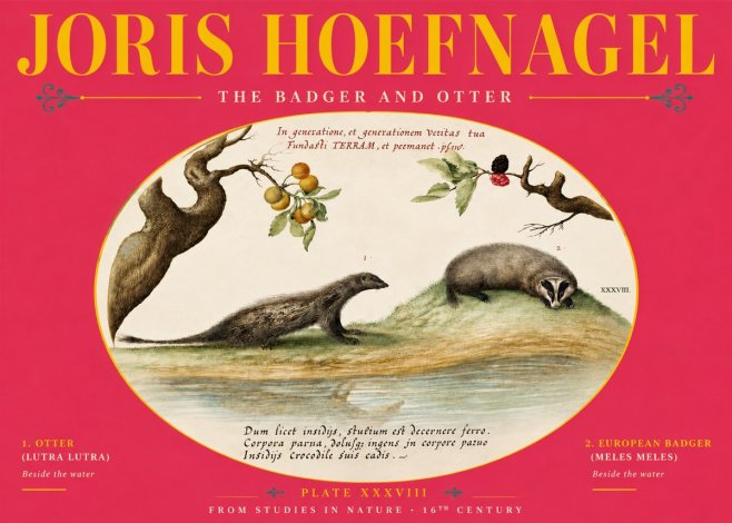 Joris Hoefnagel Studies of Animals and Nature Xxxxiii No6 - Affiche